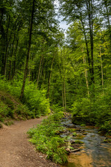 Fototapeta premium Path next to Creek of Moosalbe in Karlstalschlucht with small Waterfalls, Rhineland-Palatinate, Germany, Europe