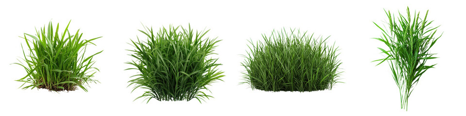 Fototapeta premium Lush green grass and foliage in natural meadow or field landscape