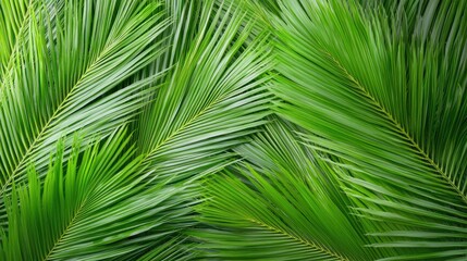 Lush green palm fronds, tropical background, nature texture, ideal for design