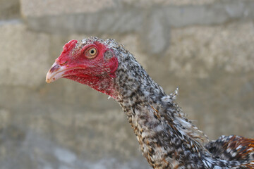 A rooster with a red comb and beak stands in front of a wall, Portrait of a rooster face closeup, Aseel rooster closeup, rooster's head. Sharp eyes with hard beak and red crested, chicken face closeup