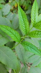 High-Quality Green Foliage Texture - Natural Plant Leaves Background