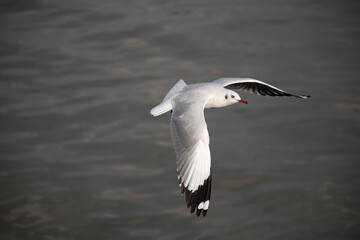 Seagull in Flight, A majestic seagull glides effortlessly through the air, its wings outstretched against a backdrop of rippling water, capturing the essence of freedom and serenity. 