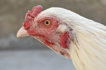 A rooster with a red comb and beak stands in front of a wall, Portrait of a rooster face closeup, Aseel rooster closeup, rooster's head. Sharp eyes with hard beak and red crested, chicken face closeup