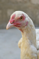A rooster with a red comb and beak stands in front of a wall, Portrait of a rooster face closeup, Aseel rooster closeup, rooster's head. Sharp eyes with hard beak and red crested, chicken face closeup