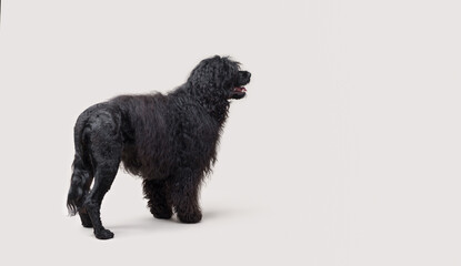 Portrait of a Portuguese Water Dog
