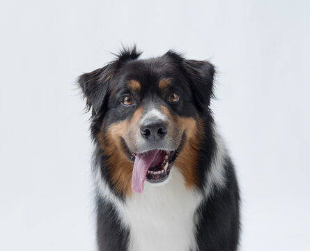 Portrait of a happy dog, Australian Sheperd breed
