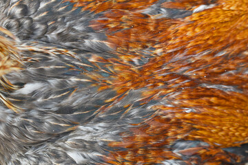 Colorful feathers, chicken feathers background texture, abstract texture background pattern of chicken feathers, macro photo of hen feathers. background or texture, Chicken feather or Rooster feather
