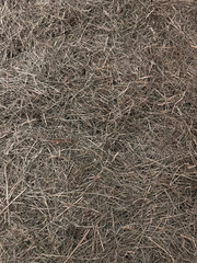 Dry hay background. Vertical orientation, top view.