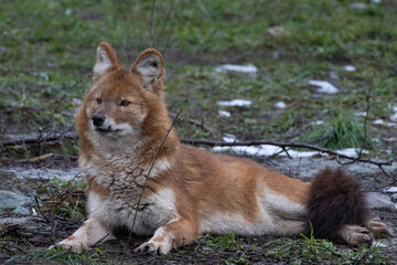 Ussuri dhole (Cuon alpinus alpinus)