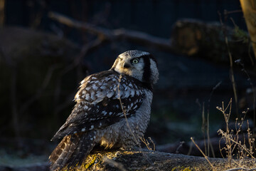 Northern hawk-owl (Surnia ulula). Wildlife bird.