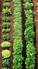 Rows of green beans and herbs in a garden