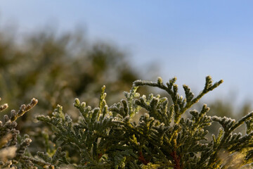 Foliage of Thuja occidentalis covered with hoarfrost