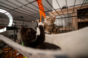 Feral Kitten Being Socialized