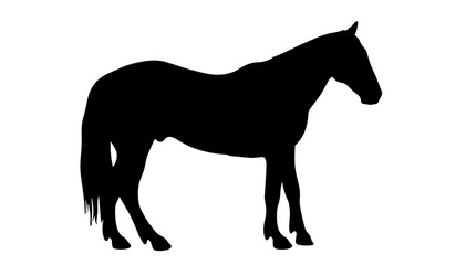 Obraz premium Silhouette of a standing horse against a white background