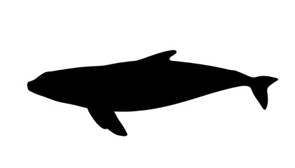 Fototapeta premium Silhouette of a dolphin swimming