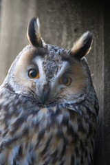  long-eared owl (Asio otus)