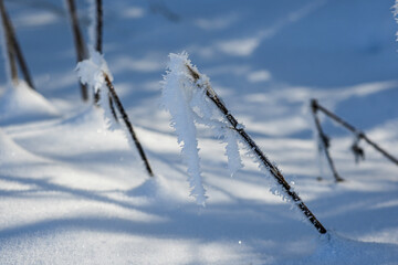 Close-up of delicate frost formations clinging to dry twigs, sparkling in the sunlight against a...