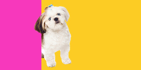 Conceptual graphic design. Small white dog with tilted head, sporting cute bow, peeking from pink and yellow split background. Concept of pets care, animals, grooming services, veterinary.