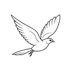 white dove isolated on white
