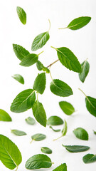 Fototapeta premium green leaves isolated on white