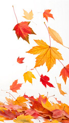 Fototapeta premium autumn maple leaves