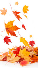 Fototapeta premium autumn leaves isolated on white