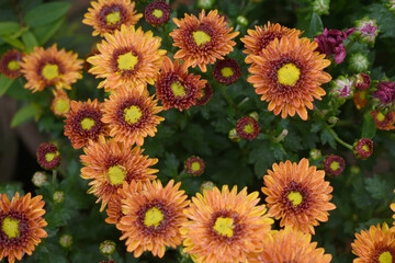 orange and red flowers called Chrysanthemum or Florist's Mum or mums flowers, Flowering Red orange chrysanthemums in autumn garden, orange chrysanthemum, Red orange chrysanthemum flower closeup shot