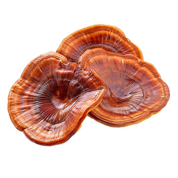 Ganoderma lucidum mushroom isolated on transparent background