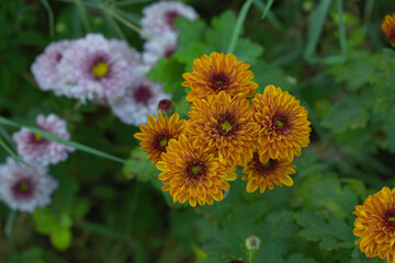 orange and red flowers called Chrysanthemum or Florist's Mum or mums flowers, Flowering Red orange chrysanthemums in autumn garden, orange chrysanthemum, Red orange chrysanthemum flower closeup shot