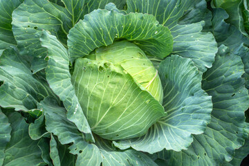 Obraz premium Cabbage that has not been sprayed with pesticides gets eaten by insects, leaving holes and damaged spots.