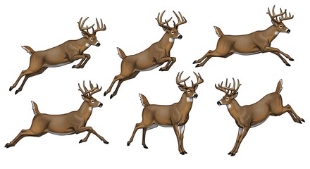 Whitetail Deer Bucks Jumping in Vibrant Wildlife Themed Illustration cutout © Anomal
