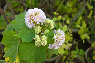 pink dombeya wallichii, The clusters of honey-scented bright pink flowers called Dombeya, Dombeya wallichii, Pink Ball Tree, Dombeya wallichii, or tropical hydrangea, stunning pink flower closeup shot