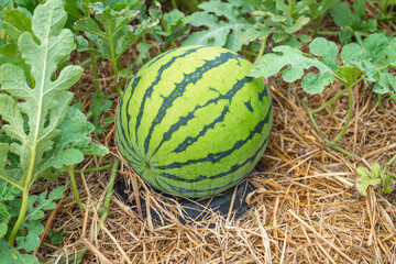 The watermelon fruit that grows on straw laid on the ground helps retain soil moisture and keeps the fruit looking beautiful.