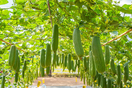 The fruit of the sponge gourd (Smooth Luffa) hangs in the dome where it is grown.
