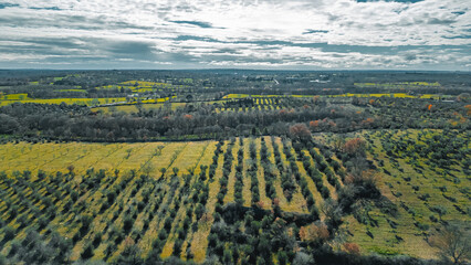 Aerial Landscape of Agricultural Fields: An expansive aerial view unveils meticulously cultivated...