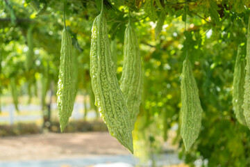 The fruit of bitter melon (also known as balsam pear, bitter cucumber, and bitter gourd) on the...