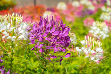 Obraz premium Focus on the purple flowers of Cleome (Spider Flower) with a blurred background of variously colored Cleome flowers.