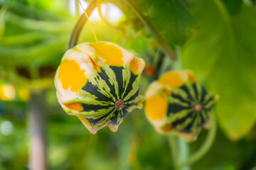 Fancy pumpkins are pumpkins with unique shapes and beautiful colors. They are grown for decoration and are also edible.