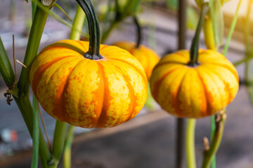 Fancy pumpkins are pumpkins with unique shapes and beautiful colors. They are grown for decoration and are also edible.