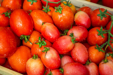Tomatoes with water droplets clinging to them are displayed in a wooden basket.