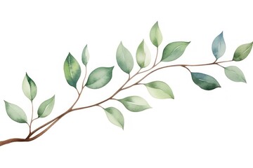 Branch plant leaf white background