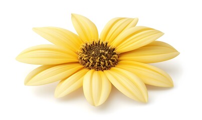 Obraz premium Pale yellow daisy flower isolated on white background, studio shot, for design