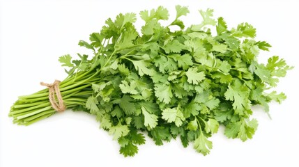 A bundle of aromatic cilantro sprigs, Each leaf fragrant with herbal goodness, Set against an isolated white background to capture its fresh