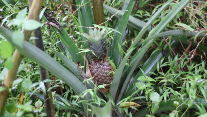 tropical fish in the grass