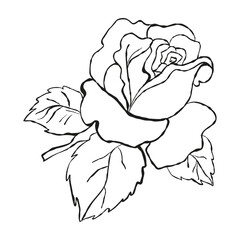 Garden rose with leaves. Hand drawn sketch. Set of flowers. Vector illustration.