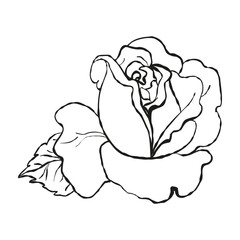 Garden rose with leaves. Hand drawn sketch. Set of flowers. Vector illustration.