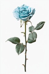 Fototapeta premium Blue Rose with Green Leaves
