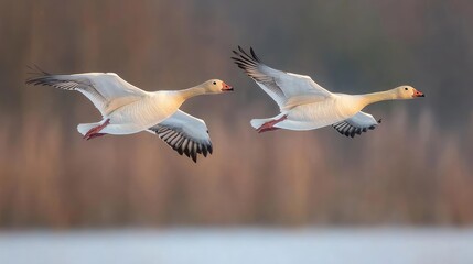 Obraz premium Snow geese in flight over snowy landscape at sunset