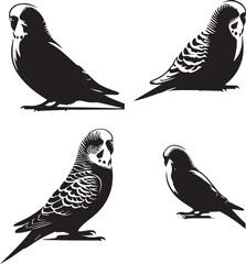set of budgerigar sitting poses,black and white budgie, budgerigar illustration, bird vector art