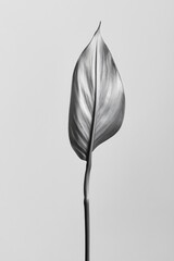 Black and White Leaf